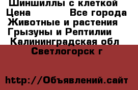 Шиншиллы с клеткой › Цена ­ 8 000 - Все города Животные и растения » Грызуны и Рептилии   . Калининградская обл.,Светлогорск г.